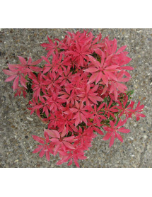 Pieris Flaming Silver (5lt)