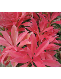 Pieris Forest Flame (10lt)