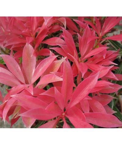 Pieris Forest Flame (5lt)