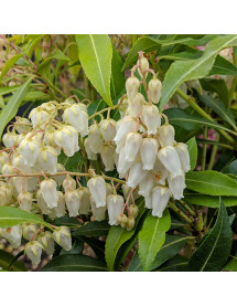 Pieris Forest Flame (5lt)