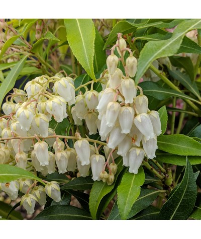 Pieris Forest Flame (5lt)