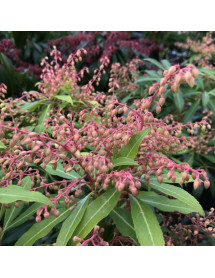 Pieris Forest Flame (10lt)