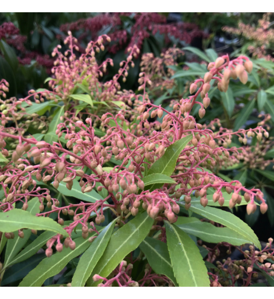 Pieris Forest Flame (5lt)
