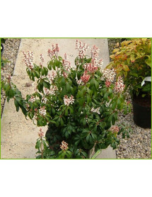 Pieris japonica Bonfire (4.5lt)