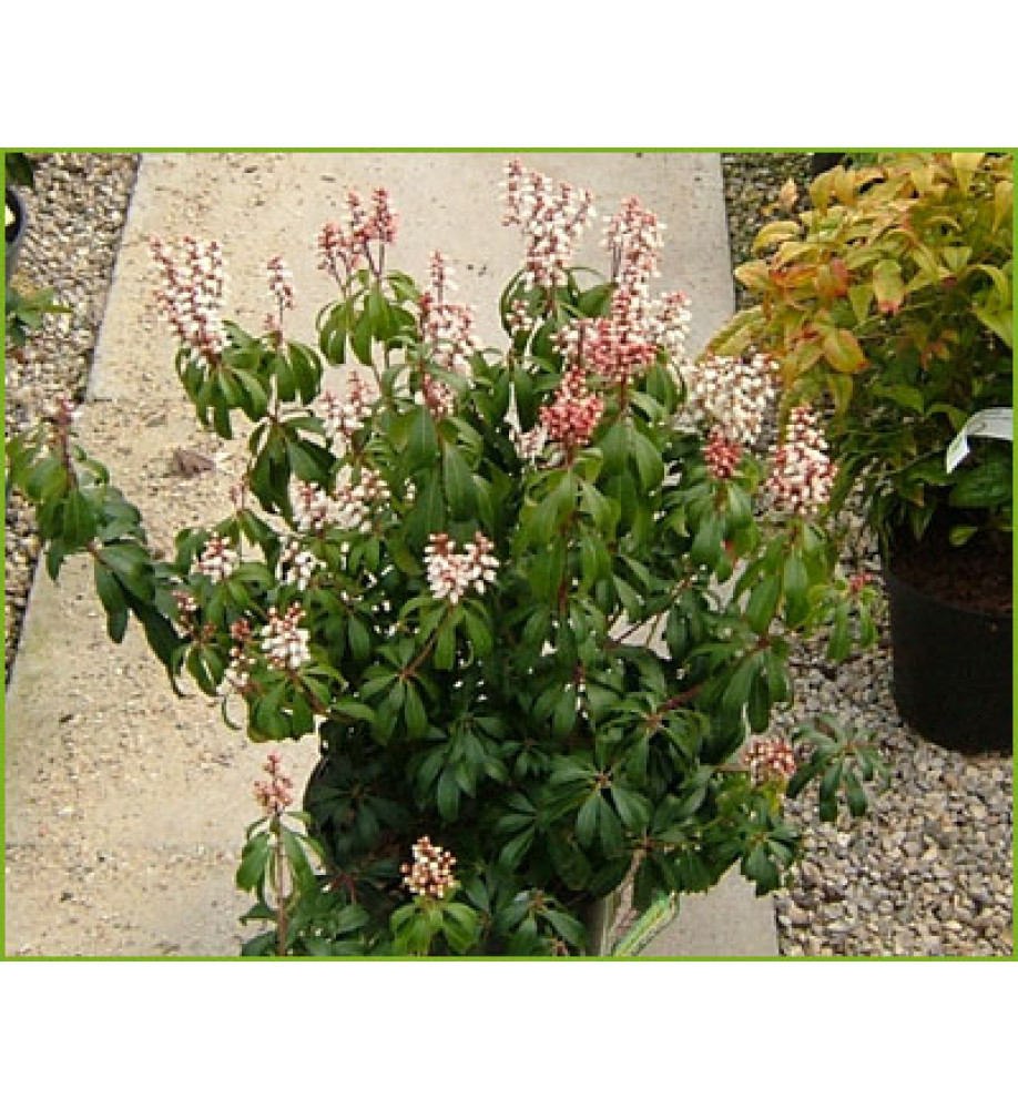 Pieris japonica Bonfire (4.5lt)