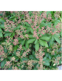 Pieris japonica Debutante (4.5lt)