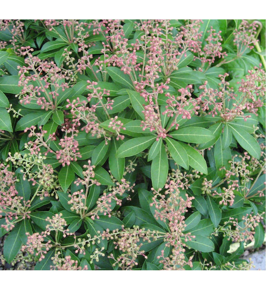 Pieris japonica Debutante (4.5lt)