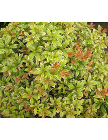 Pieris japonica Little Heath (5lt) Pieris japonica Little Heath (5lt)