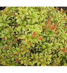 Pieris japonica Little Heath (5lt)