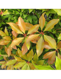 Pieris japonica Mountain Fire (10lt)