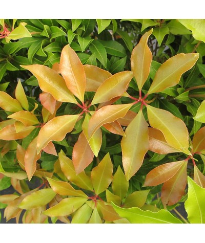 Pieris japonica Mountain Fire (5lt)