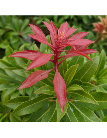 Pieris japonica Mountain Fire (10lt)