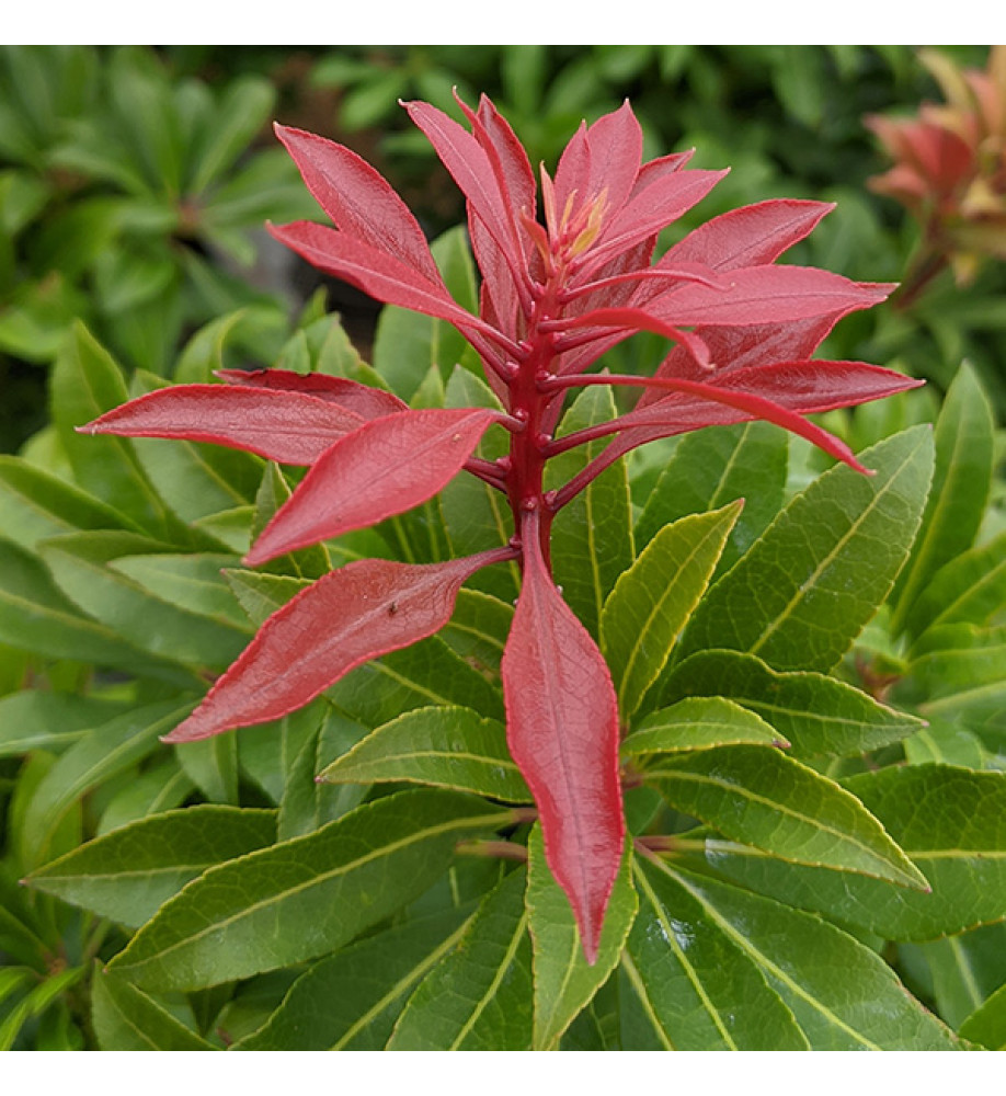 Pieris japonica Mountain Fire (10lt)
