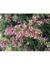 Pieris japonica Passion (4.5lt)