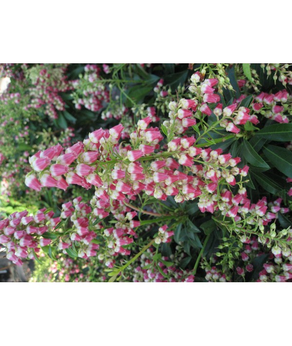 Pieris japonica Passion (4.5lt) Pieris japonica Passion (4.5lt)