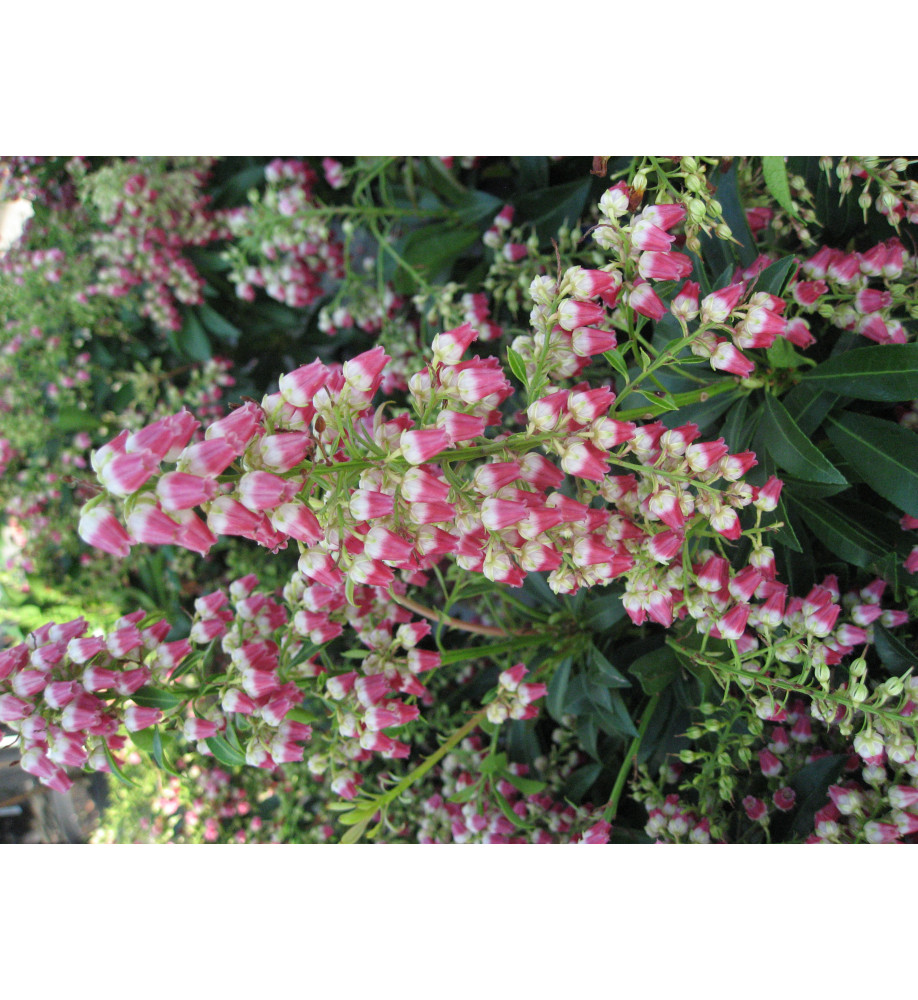 Pieris japonica Passion (4.5lt)