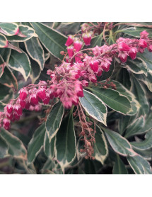Pieris japonica Ralto (7.5lt)