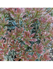 Pieris japonica Little Heath (5lt)