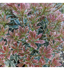 Pieris japonica Little Heath (5lt)