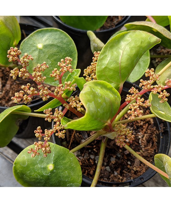 Pilea peperomioides (1lt)