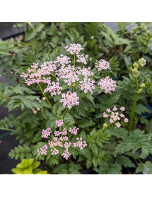 Pimpinella major Rosea  (1.5lt)