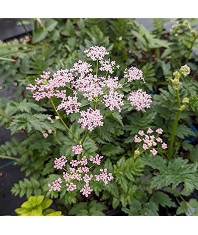 Pimpenella major Rosea  (1.5lt)