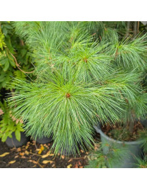 Pinus cembra (35lt)