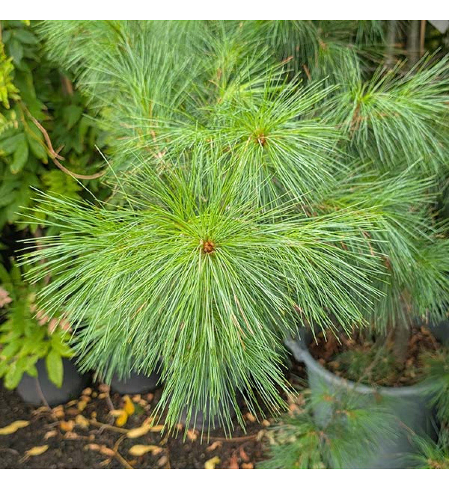 Pinus cembra (35lt)