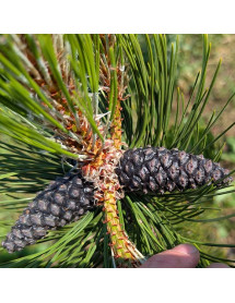 Pinus heldreichii Satellit (3lt) Pinus heldreichii Satellit (3lt)