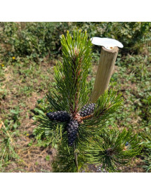 Pinus heldreichii Satellit  (3lt)