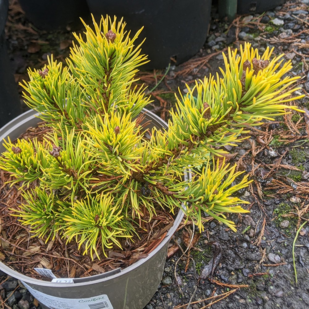 Pinus mugo Carsten (5lt)