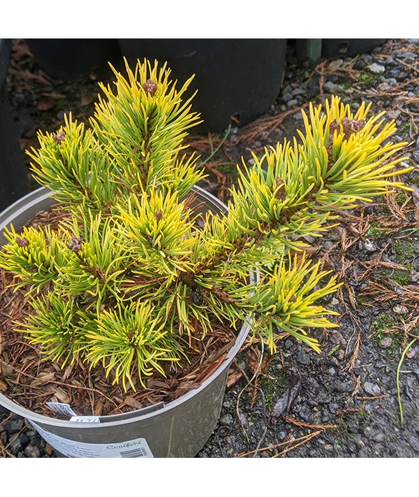 Pinus mugo Carsten (2lt)