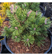Pinus mugo Green Candle (2lt)