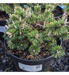 Pinus mugo Humpy (3lt)