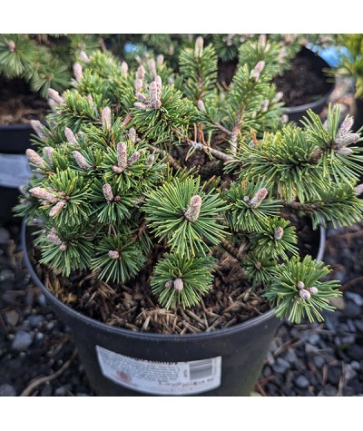 Pinus mugo Humpy (10lt)