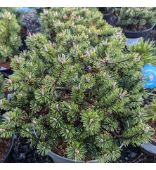 Pinus mugo Humpy (3lt) Pinus mugo Humpy (3lt)