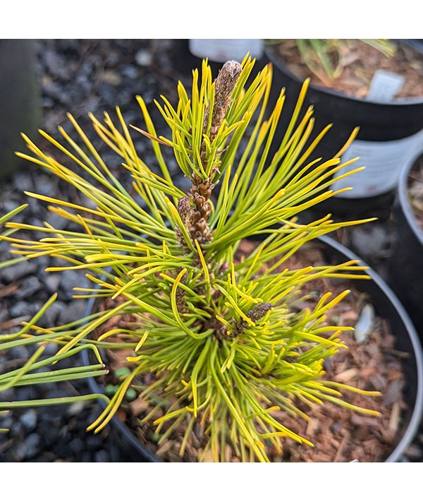 Pinus mugo Laarheide (2lt)