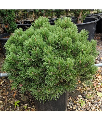 Pinus mugo Mops (5lt)