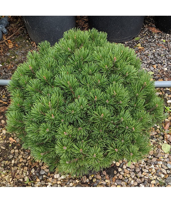 Pinus mugo Mops (5lt)