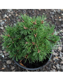 Pinus mugo Mops Midget (3lt)