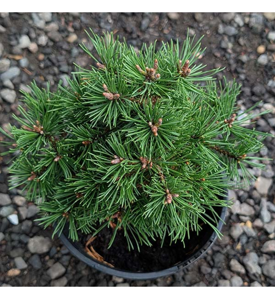 Pinus mugo Mops Midget (3lt)