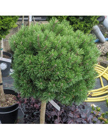 Pinus mugo Mops Midget (60cm std) (30lt)