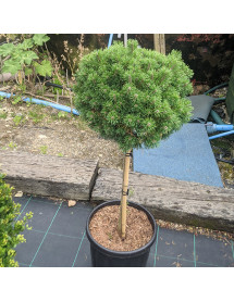 Pinus mugo Mops Midget (60cm std) (30lt)