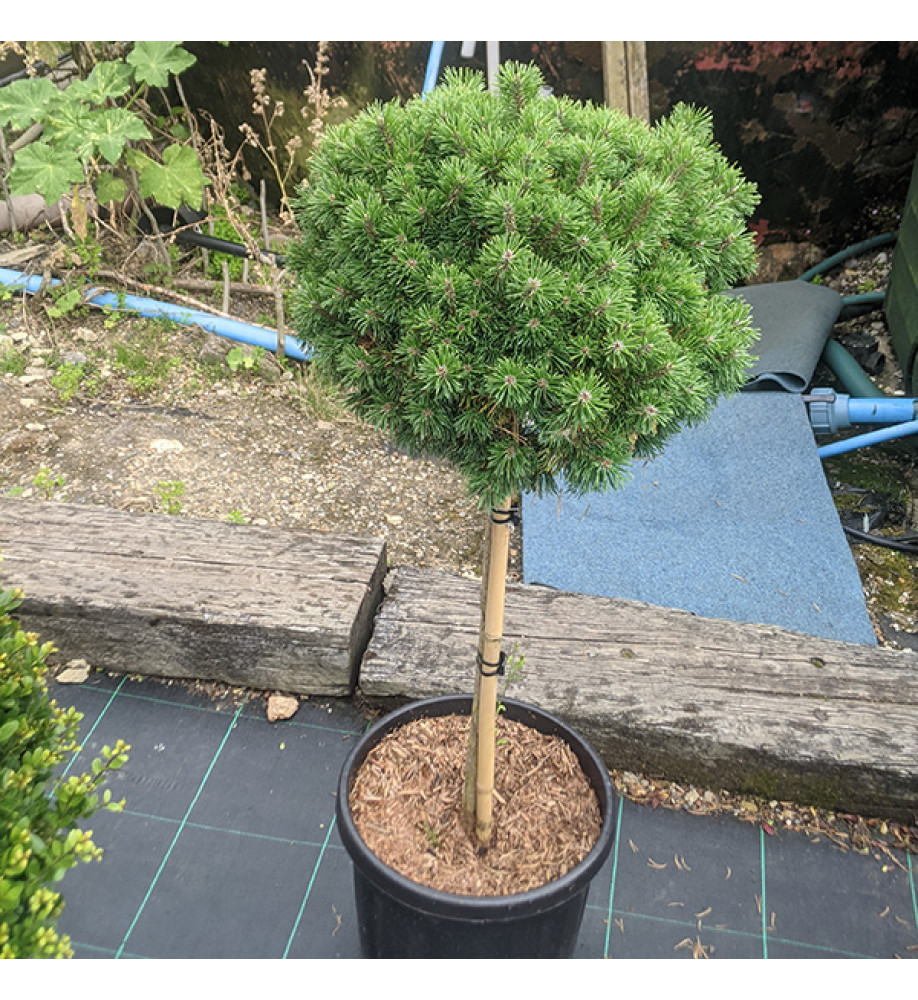 Pinus mugo Mops Midget (60cm std) (30lt)