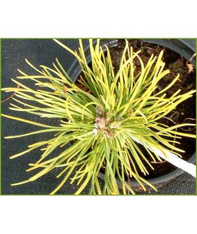 Pinus mugo Ophir (5lt)