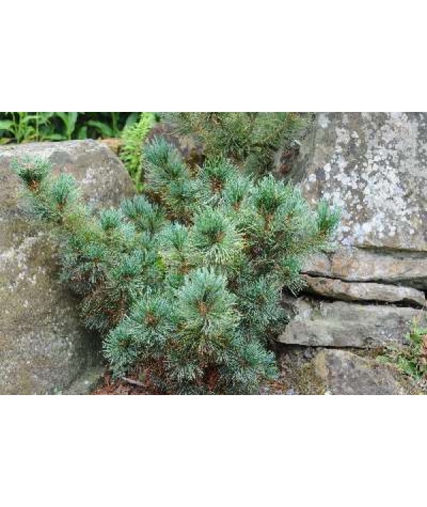 Pinus mugo Pumilio Group (10lt)