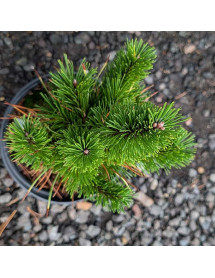 Pinus mugo Schweiser Tourist (2lt)