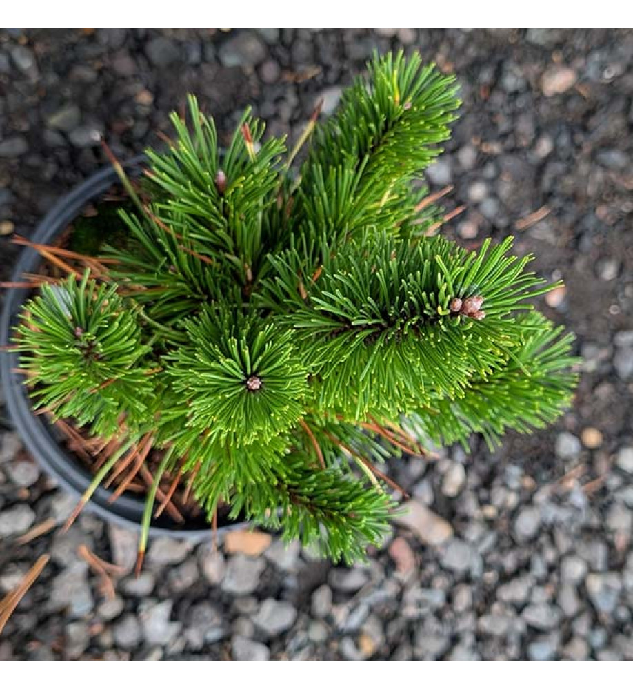 Pinus mugo Schweiser Tourist (2lt)