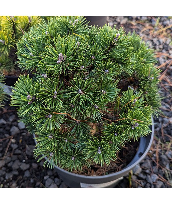 Pinus mugo Sherwood Compact (5lt)