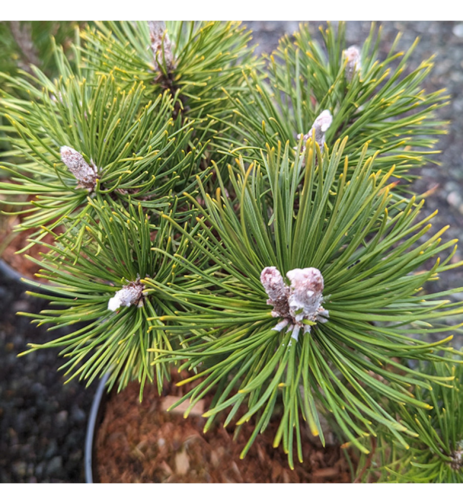 Pinus mugo Sunshine (5lt)